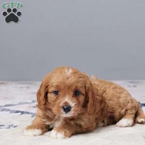 Dexter, Cavapoo Puppy